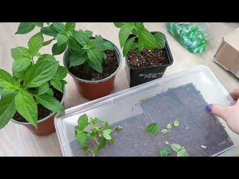 Видео: Укоренение🌱 зеленого черенка метельчатой гортензии и формировка маточного куста.