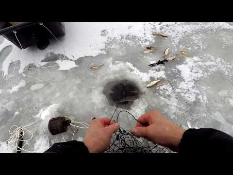 Видео: Рыбалка на перемёт! Как Зимой Поставить Перемёт на Налима ! Способ Постановки Перемёта !