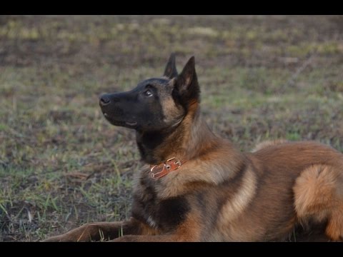 Видео: Занятие №3 "Рядом в движении"