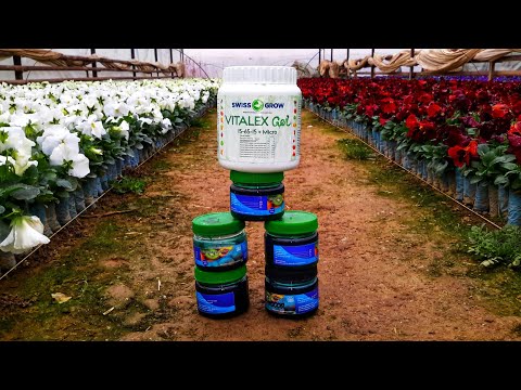 Видео: Как ЗАСТАВИТЬ цвести Петунии, Виолы БЫСТРЕЕ. Для любых цветочных культур. Моментальное цветения 100%