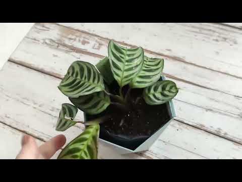 Видео: Что купила в Оби? Покупки растений с Авито. Принесла домой заразу! Пересадка новичков.