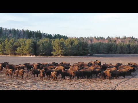 Видео: Дикая природа и звери Беловежской пущи | Все как у людей