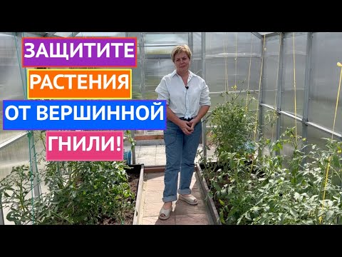 Видео: НОВОЕ СЛОВО В БОРЬБЕ С ВЕРШИННОЙ ГНИЛЬЮ!