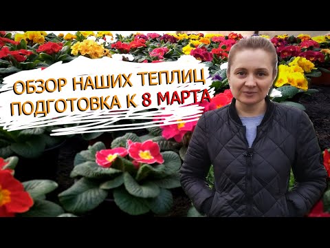 Видео: Цветы и рассада - что растёт в наших теплицах на сегодняшний день.