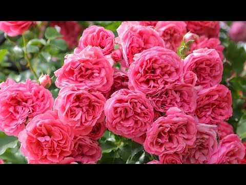 Видео: 🌹💕Мои Любимые сорта РОЗ 🌹 Слов не хватает при виде этих Красавиц😍👍