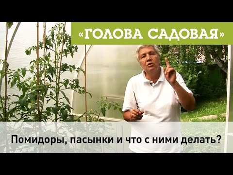 Видео: Голова садовая - Помидоры, пасынки и что с ними делать