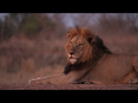 Видео: Самец прайда выглядит хорошо и ухаживает за львицей!