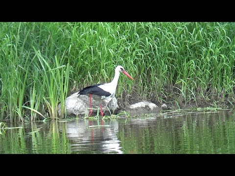 Видео: Одиночный сплав по реке ШЕШУПЕ ч.1