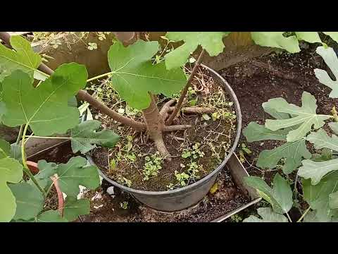 Видео: инжир, как кормить в горшечной культуре и немного по уходу