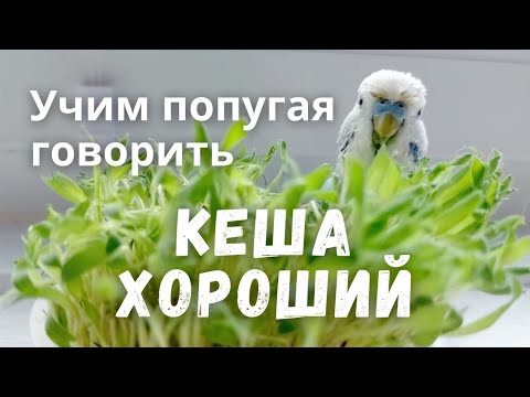 Видео: Учим попугая говорить Кеша хороший