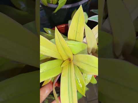 Видео: Общий обзор моей коллекции Традесканции . 26.07.2025г #традесканция #традесканции #tradescantia