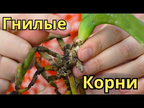 Видео: Орхидея УМИРАЕТ НА ГЛАЗАХ! Нужно СРОЧНО СПАСАТЬ! Корни массово отмирают! Первый ЭТАП СПАСЕНИЯ!