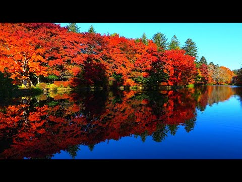 Видео: Осенние листья Каруидзавы в 2025 году — одни из самых красочных за последние годы!