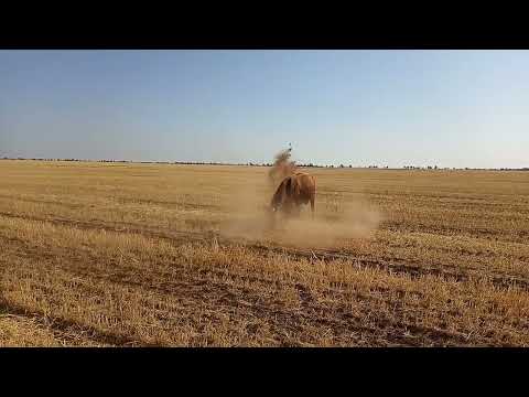 Видео: Калмыцкий бык- отморозок.