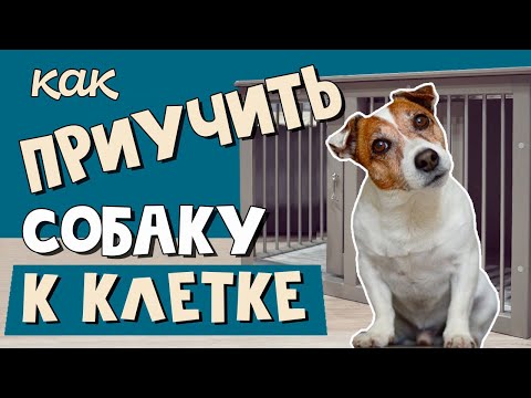 Видео: КАК ПРИУЧИТЬ СОБАКУ к КЛЕТКЕ/Ошибки приучения собаки к клетке/Как выбрать клетку для собаки