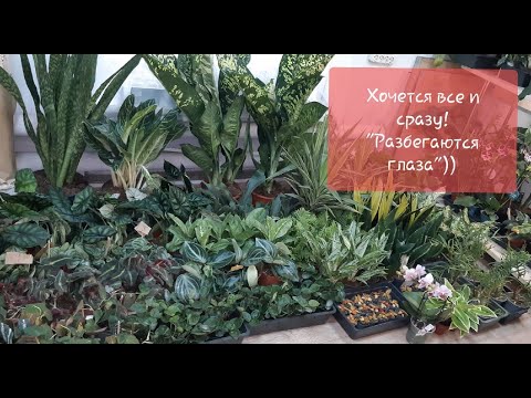 Видео: Большое поступление комнатных растений от 1ноября 2021г. Аглаонемы, пеперомии, филодендроны и др.