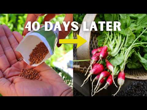 Видео: Как вырастить редис: пошаговое руководство
