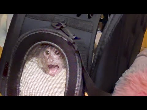 Видео: ЭТО НАДО ВИДЕТЬ! Финик спрятался от Степки в домик и стал ЗЛИТЬСЯ))) 