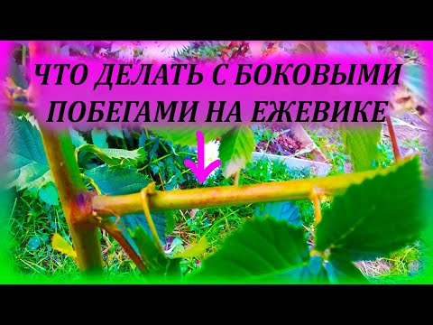 Видео: Что делать с боковыми побегами на ежевике. Как обрезать ежевику. Летняя формировка куста ежевики.