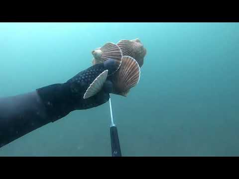 Видео: Как найти морского гребешка?