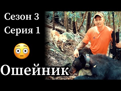 Видео: Добыли медведя с ошейником! Охота с лайками в штате Вест Вирджиния.