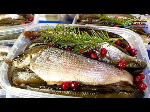 Видео: Малосольный хариус по Дальневосточному, вкусный рецепт засолки хариуса от рыбака с ДВ.