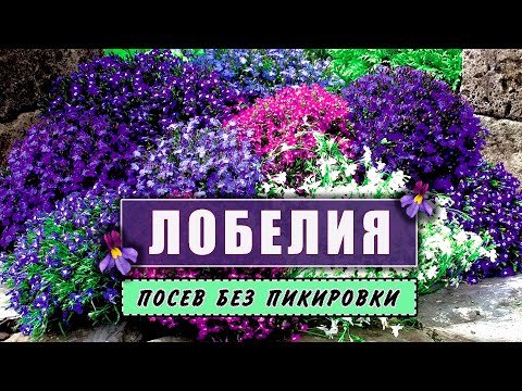 Видео: Ампельная  ЛОБЕЛИЯ. Посев без пикировки