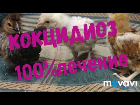 Видео: Кокцидиоз самое эффективное лечение