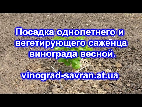Видео: Посадка однолетнего и  вегетирующего саженца винограда 2017