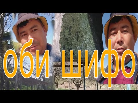 Видео: ОБИ ШИФО #abduhukur