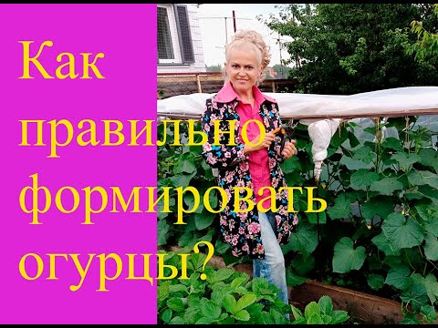 Видео: Как формировать огурцы