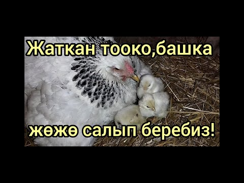 Видео: КҮРП ТООК башка балапан алабы?