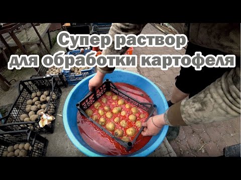 Видео: Использую этот раствор уже 4-ый год, и забыла про колорадского жука