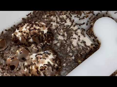 Видео: Кормление Tetramorium caespitum и Pheidole pallidula. Новости.