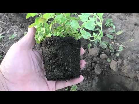 Видео: Как я вырастил душицу (орегано) из семян