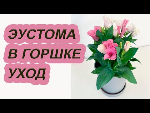 Видео: ЛИЗИАНТУС в горшке. Особенности выращивания ЭУСТОМЫ дома.
