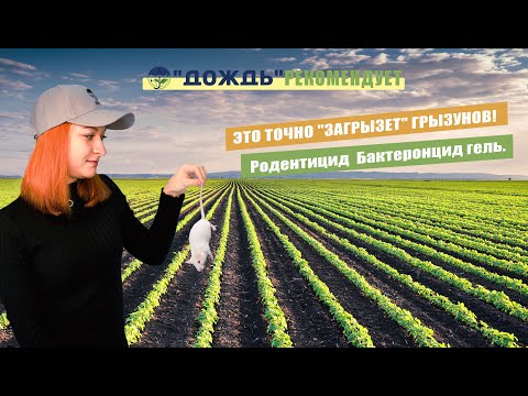 Видео: ЭТО ТОЧНО "ЗАГРЫЗЕТ" ГРЫЗУНОВ! Родентицид  Бактеронцид гель