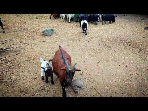 Видео: ВСЕ о 🍼ВЫКАРМЛИВАНИИ камерунских КОЗЛЯТ 🐐. Бутылочка, миска или под козой? Как ДОЛГО козлят КОРМИТЬ?