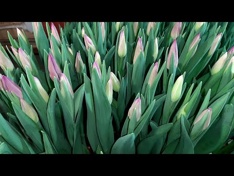 Видео: Выгонка тюльпанов, начало бутонизации. Температура. Обзор наших сортов для выгонки в помещении.16.02