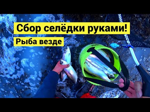 Видео: Сбор селёдки руками! Море белое от молоки // Субтитры