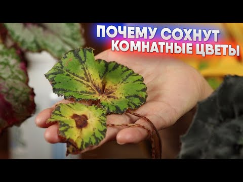 Видео: Почему сохнут комнатные цветы