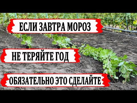 Видео: 🍇 Сентябрьские ЗАМОРОЗКИ! Не ленитесь! ОБЯЗАТЕЛЬНО сделайте ЭТО на винограднике иначе ПОТЕРЯЕТЕ ГОД!