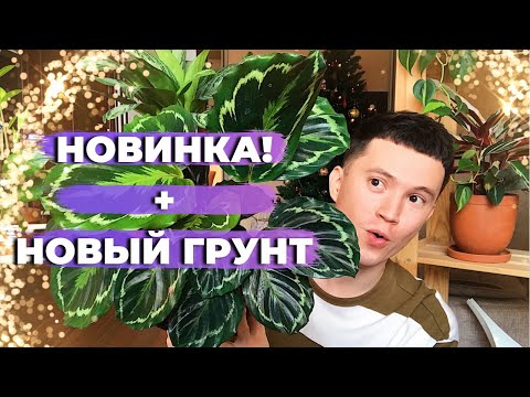 Видео: Новое Растение в  Коллекцию Марантовых + Новый Воздушный Грунт для Калатей