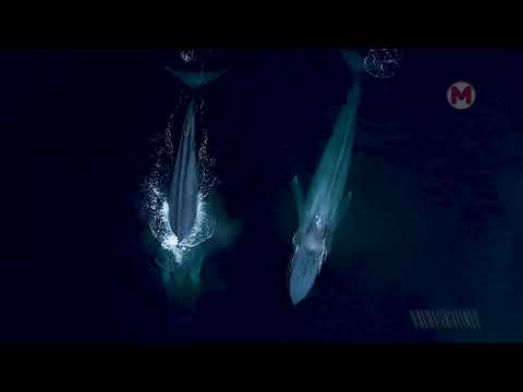 Видео: Если Бы Это не Сняли на Дрон, Никто бы не Поверил