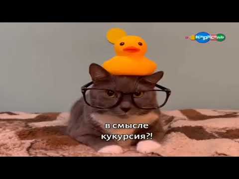 Видео: котинет 3 серия карусель (11.09.2015)