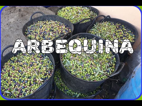 Видео: Мастер-класс по холодному отжиму оливкового масла из оливки Arbequina !!!!