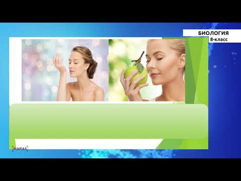 Видео: 8 класс - КГ-Биология-№8 - Угуу, бой тутуу, булчуң, тери сезими, жыт сезүү, даам татуу анализаторлор