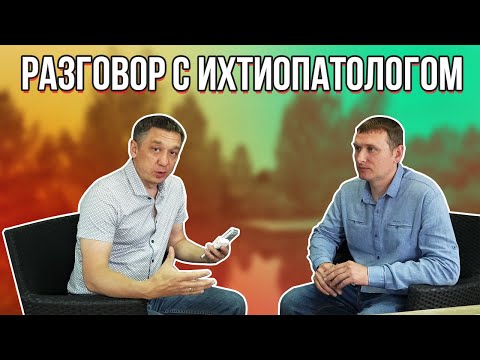 Видео: Разговор с ихтиопатологом. Разбираемся с разведением и содержанием рыб.