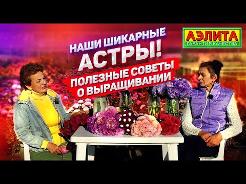 Видео: Шикарные астры: разнообразие сортов. Выращиваем правильно!