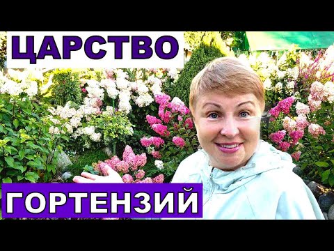 Видео: Сама себе завидую в царстве гортензий. Метельчатые любимки